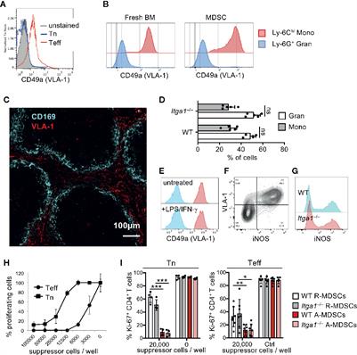 VLA-1 Binding to Collagen IV Controls Effector T Cell Suppression by Myeloid-Derived Suppressor Cells in the Splenic Red Pulp